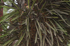 Cymbidium aloifolium